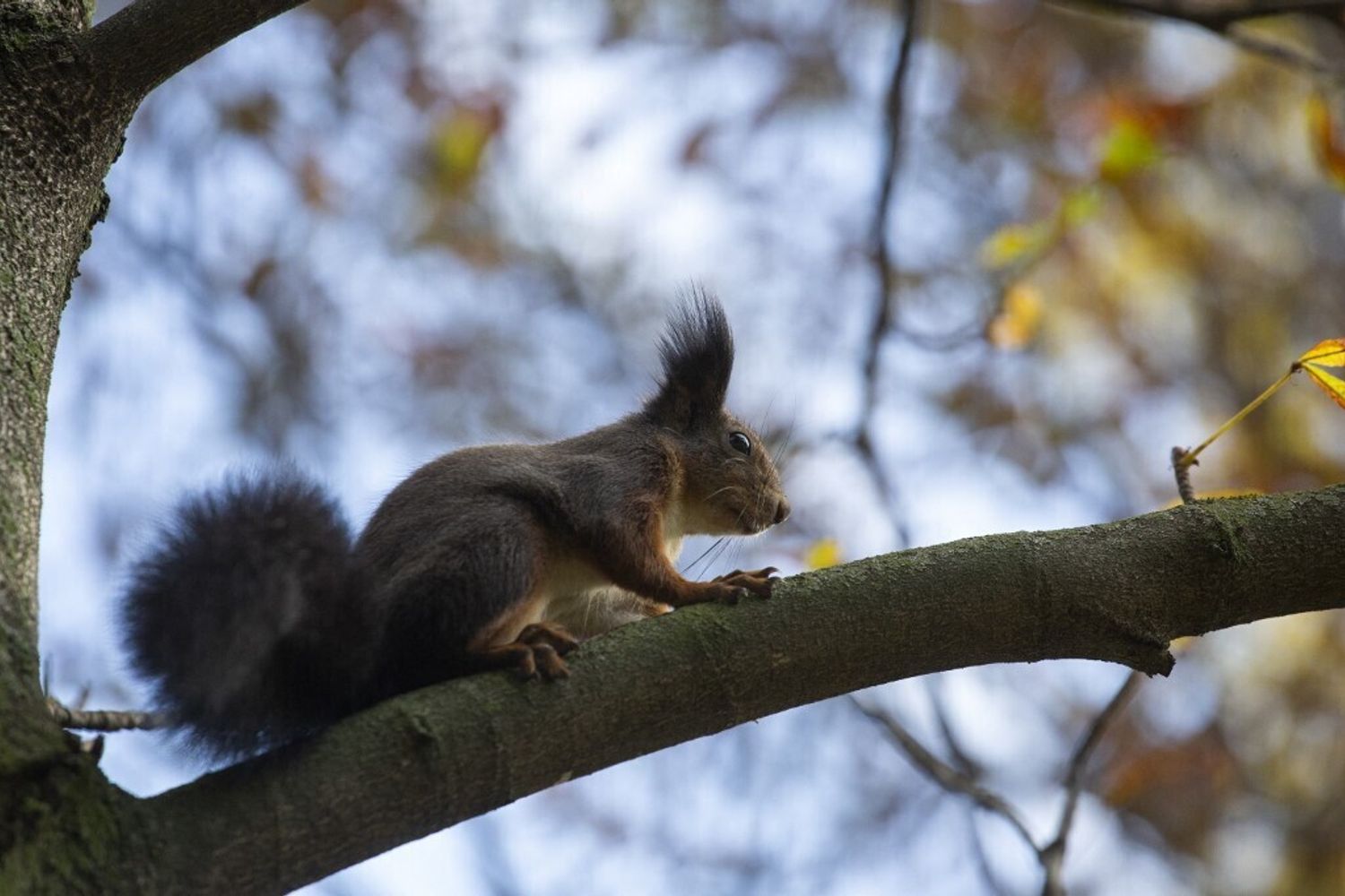 Scoiattolo
