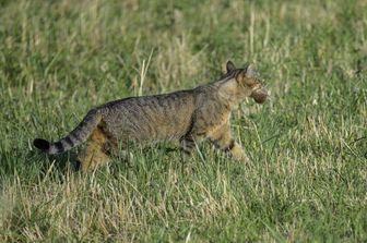 Un gatto a caccia