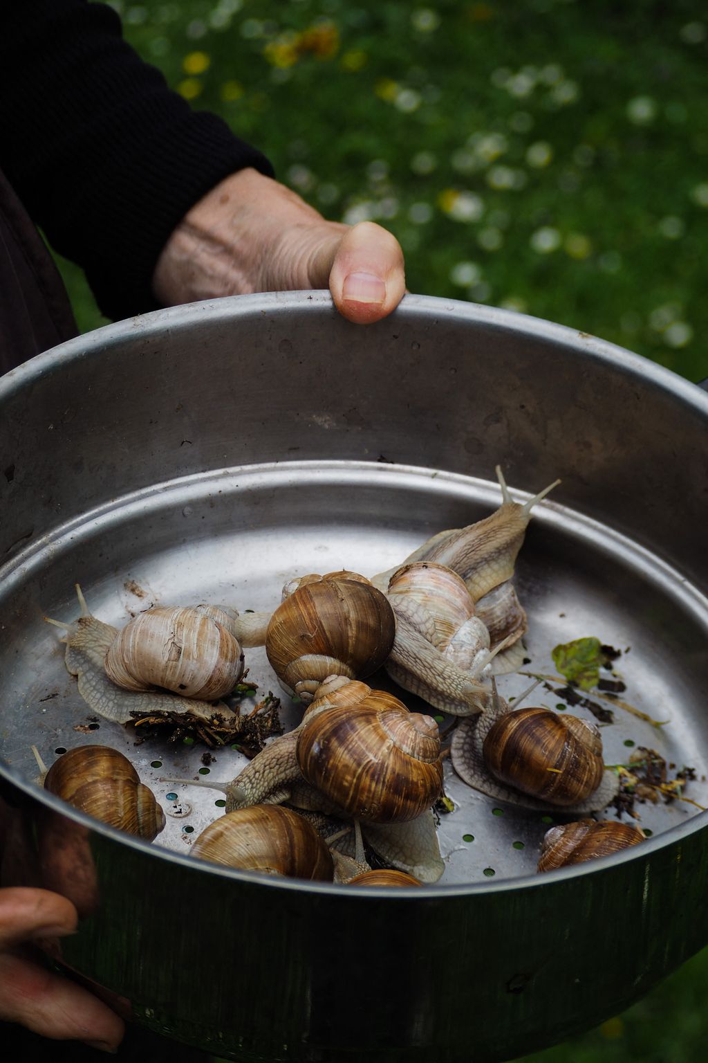 &nbsp;Lumache di Borgogna