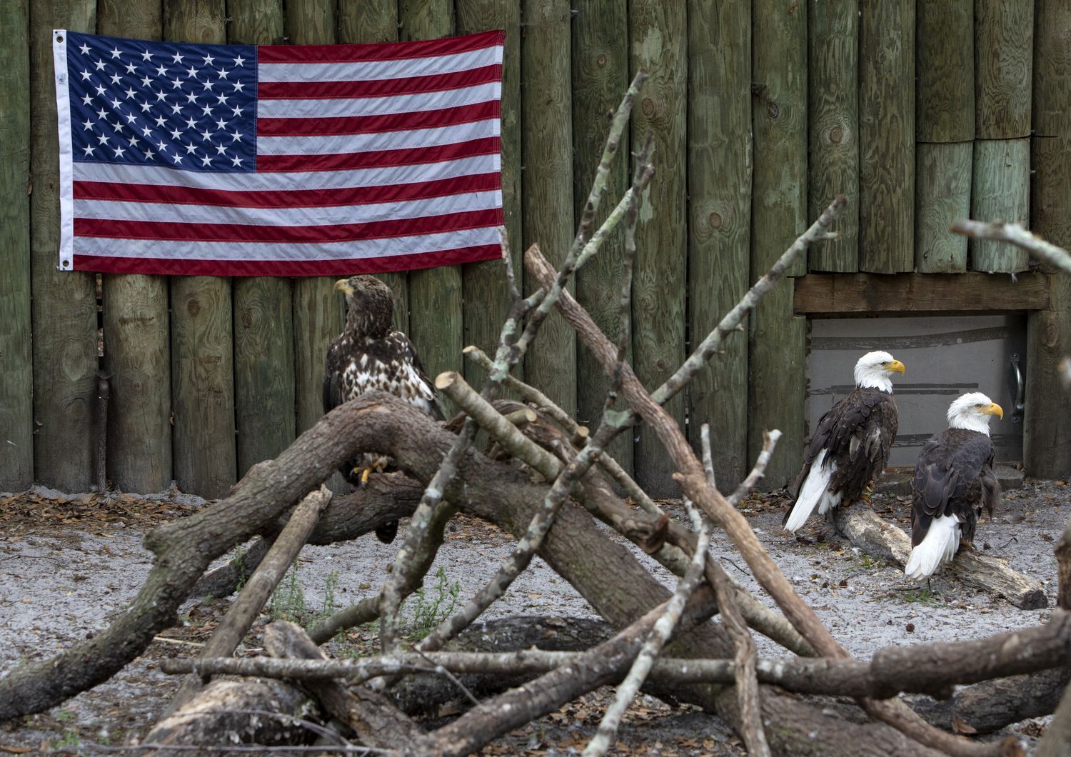 &nbsp;Bald Eagle, il simbolo nazionale degli Stati Uniti