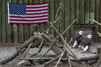 &nbsp;Bald Eagle, il simbolo nazionale degli Stati Uniti