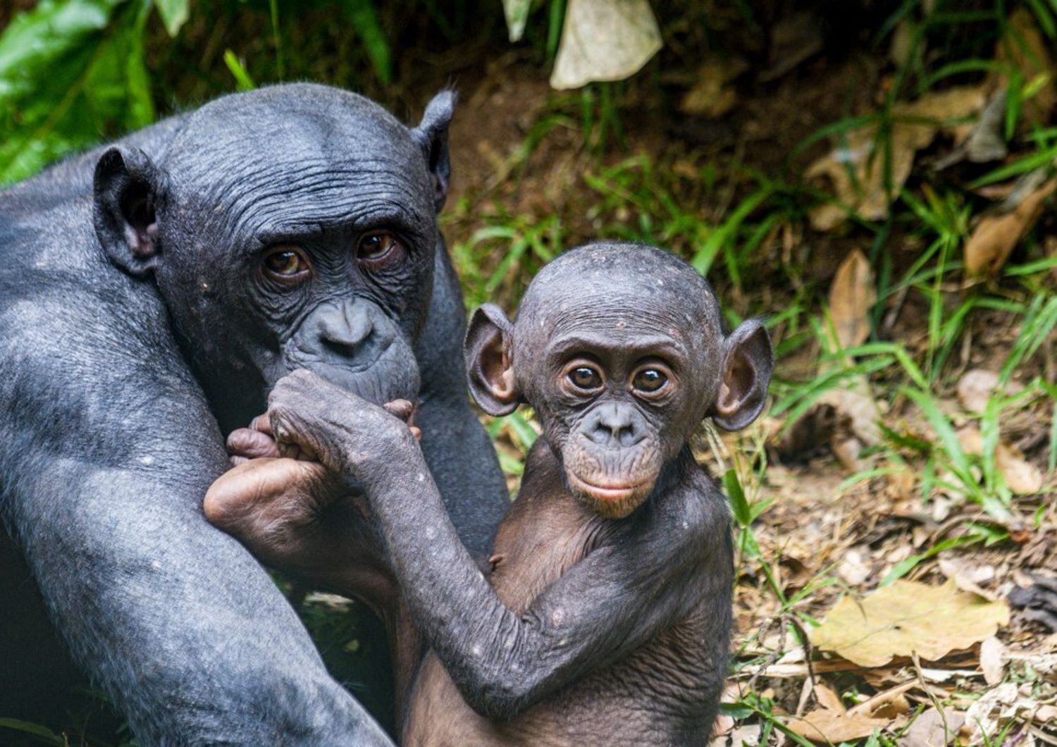 Esemplari di bonobo