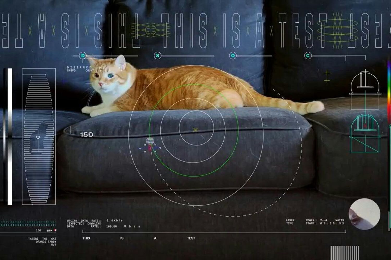 Video di un gatto che gioca inviato dalla Nasa nello spazio