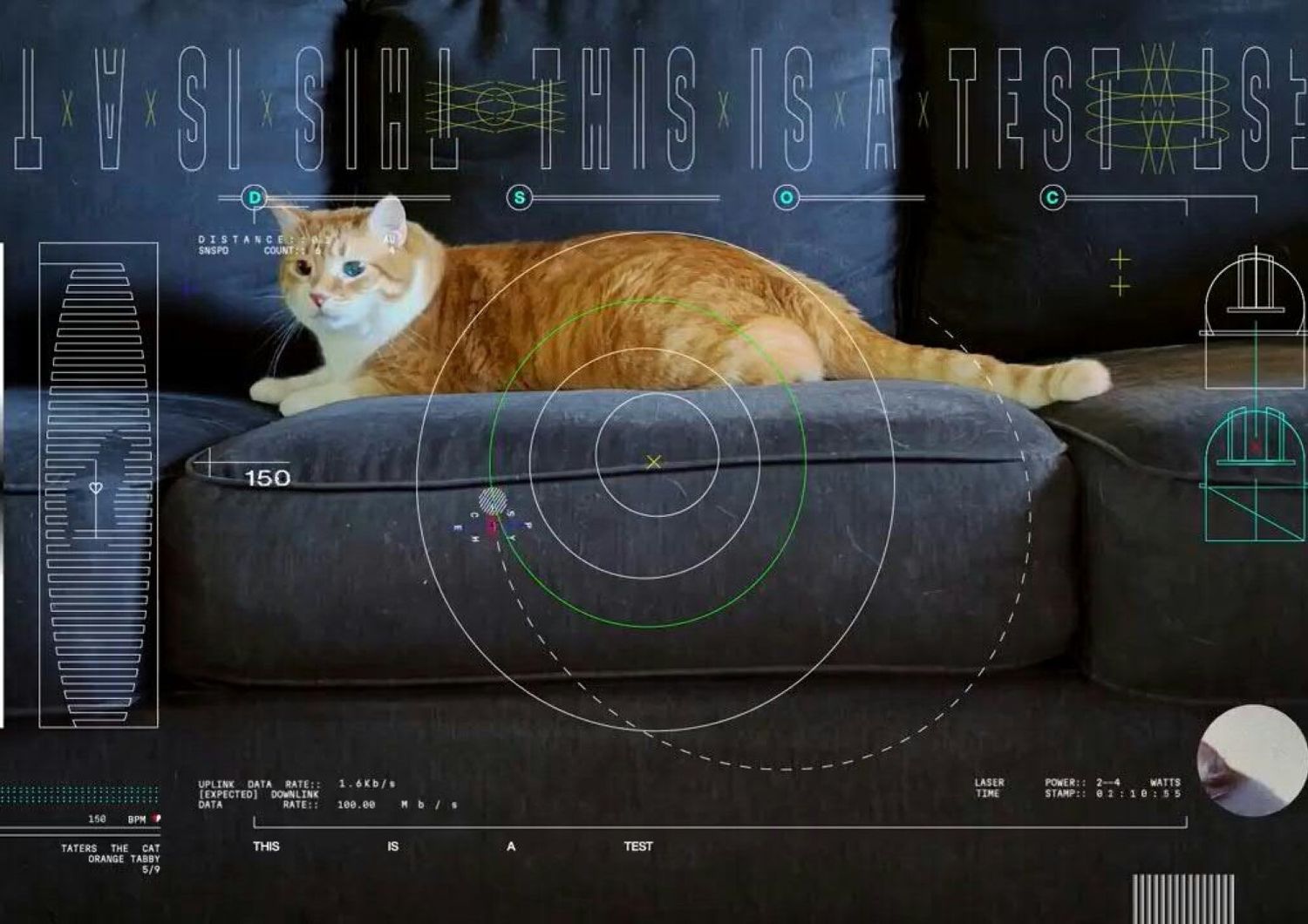 Video di un gatto che gioca inviato dalla Nasa nello spazio