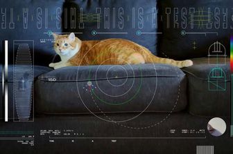 Video di un gatto che gioca inviato dalla Nasa nello spazio