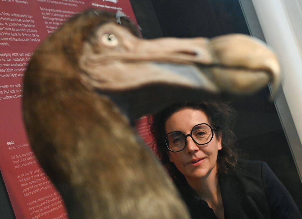 Esemplare estinto di dodo