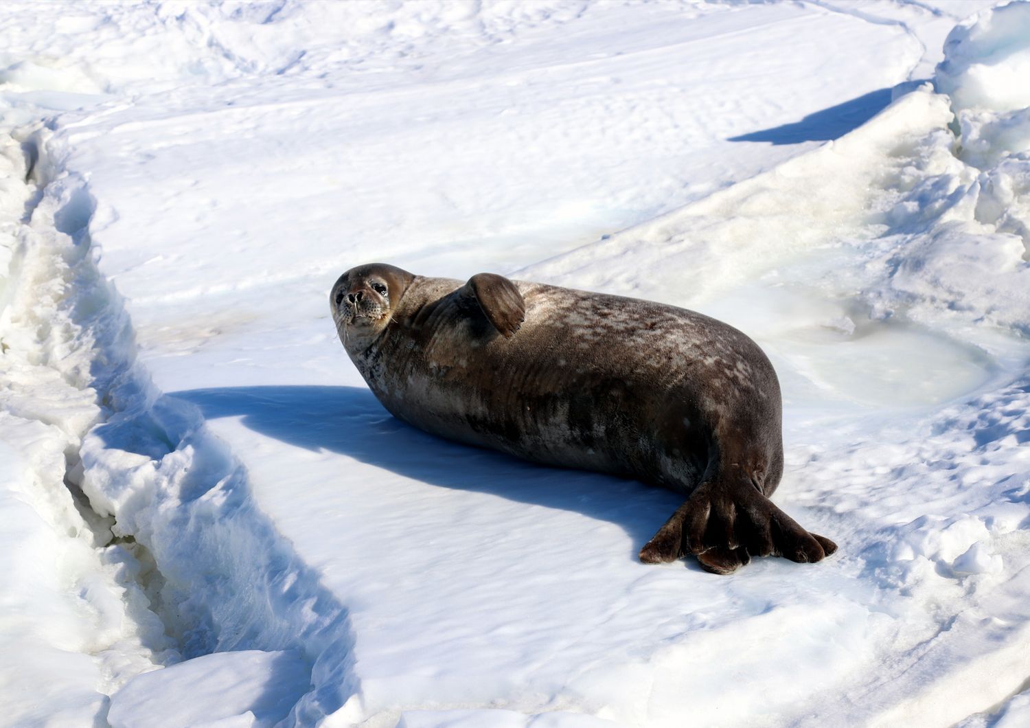 animali foche artiche mantengono calore e idratazione