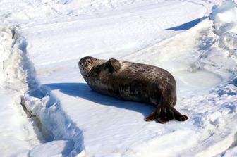 animali foche artiche mantengono calore e idratazione