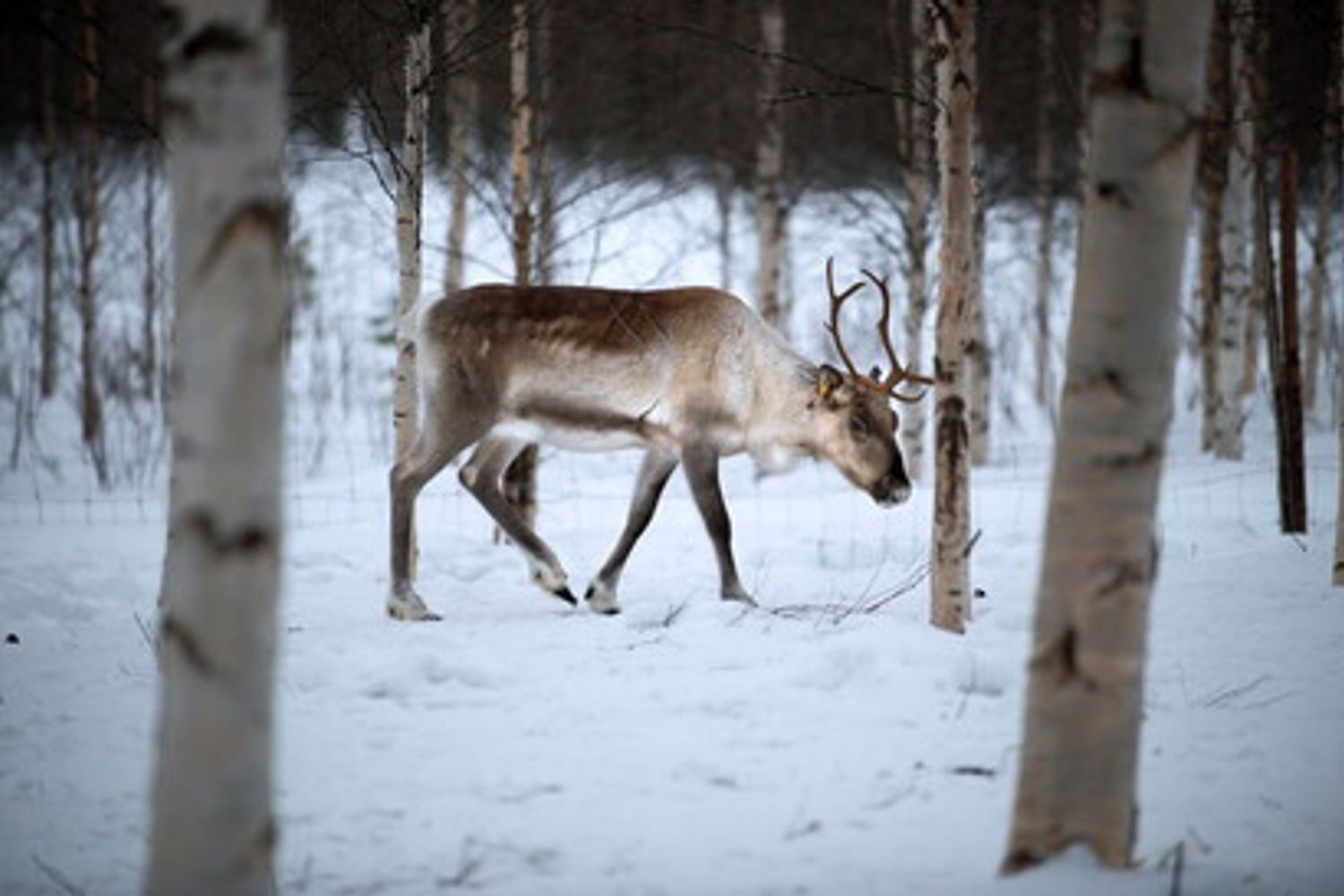 Una renna nella neve