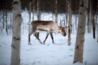 Una renna nella neve