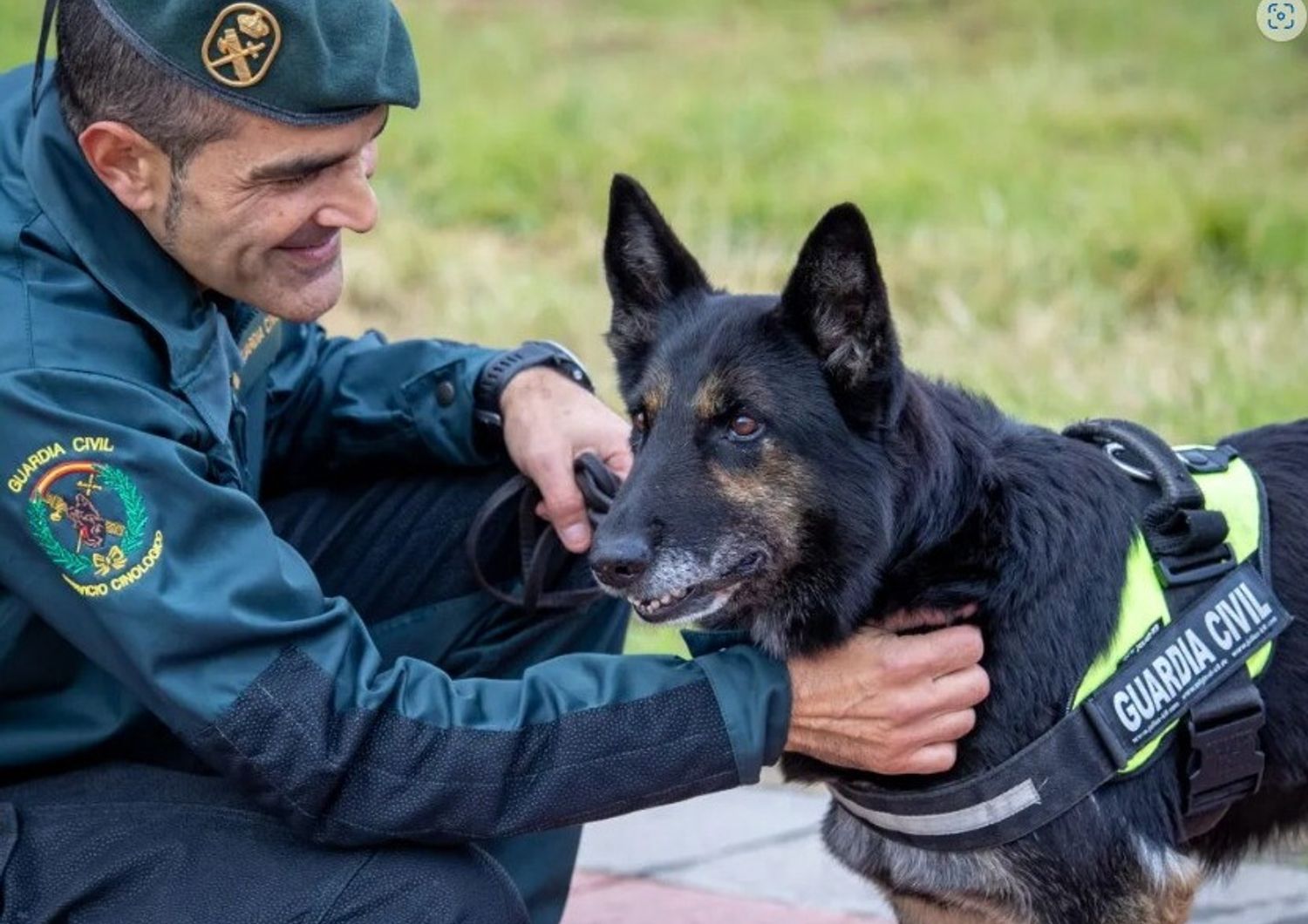 Dora, il pastore tedesco di quasi 11 anni