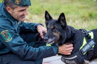 Dora, il pastore tedesco di quasi 11 anni