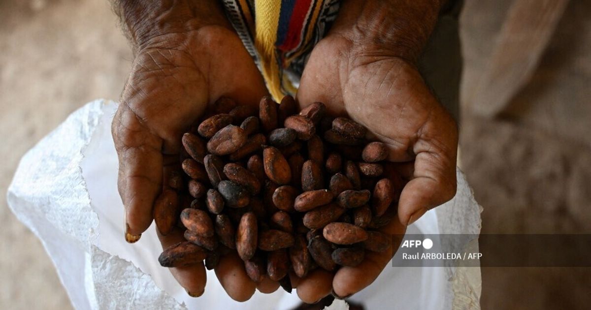 Rappresentanti africani e italiani discutono il ruolo del cacao come strumento di sviluppo, con investimenti e collaborazioni per migliorare la vita dei produttori