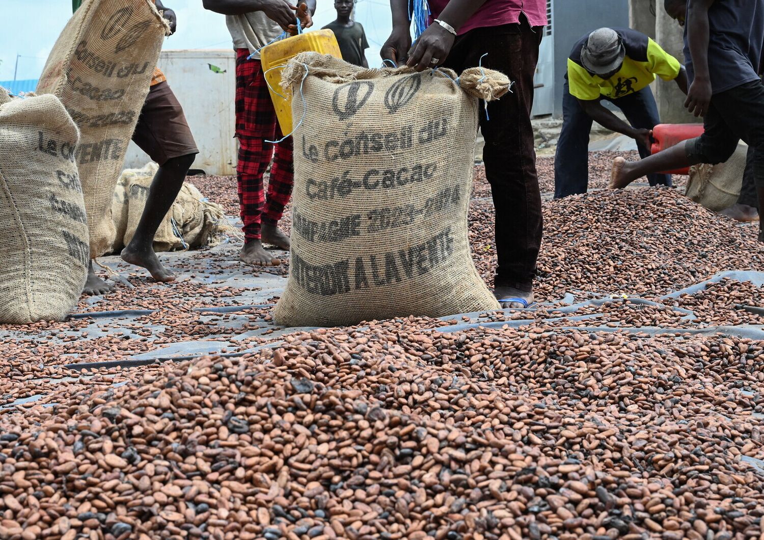 &nbsp;cooperative ivoriane per la produzione del cacao