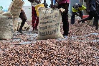 Perché il cacao e il tè verde proteggono dagli effetti dei cibi grassi