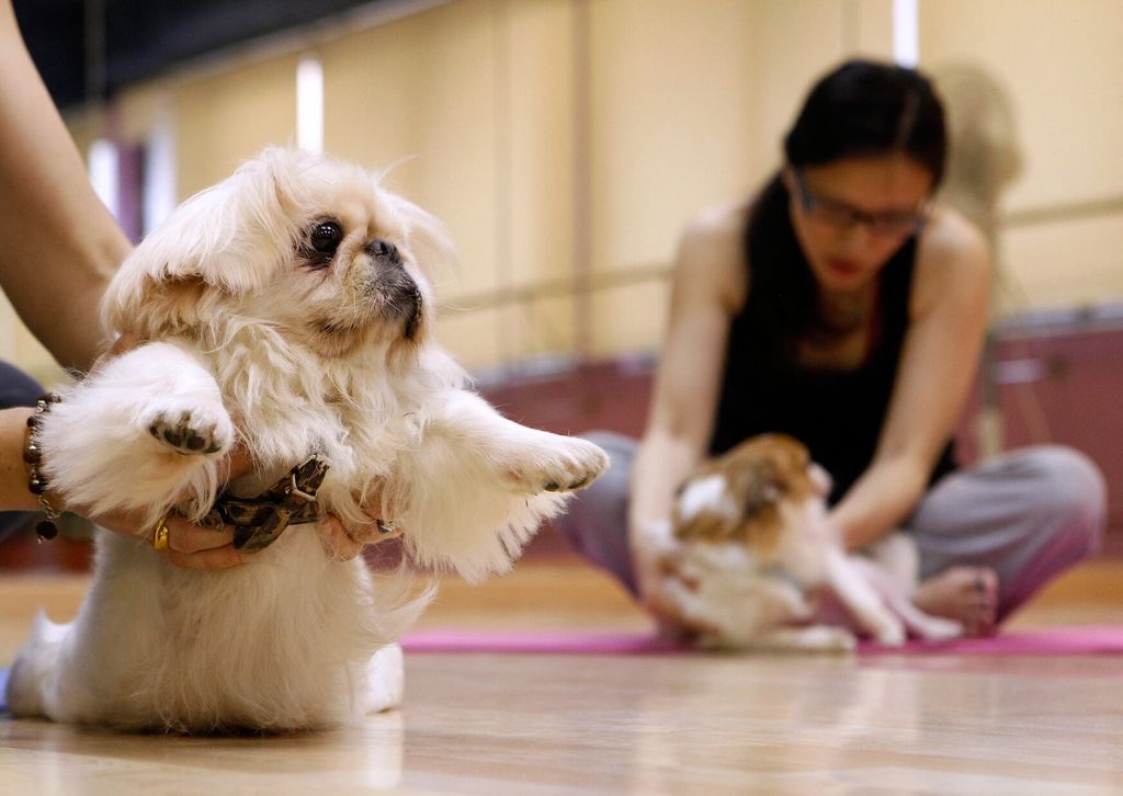 &nbsp;Lezione di 'Puppy Yoga'