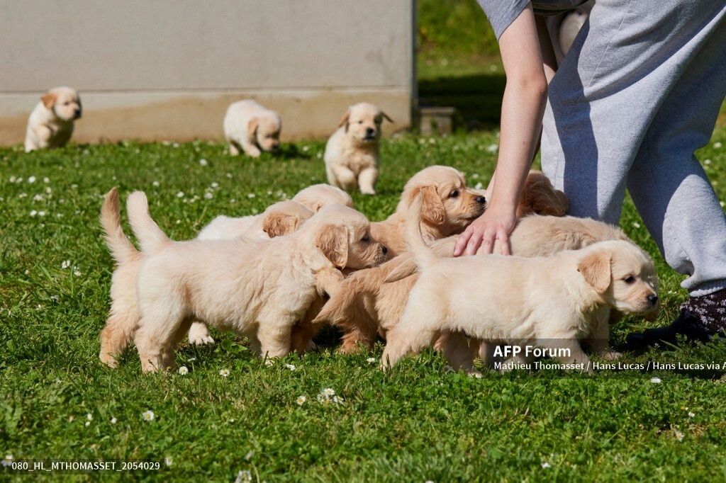 Cucciolata d'allevamento in Francia