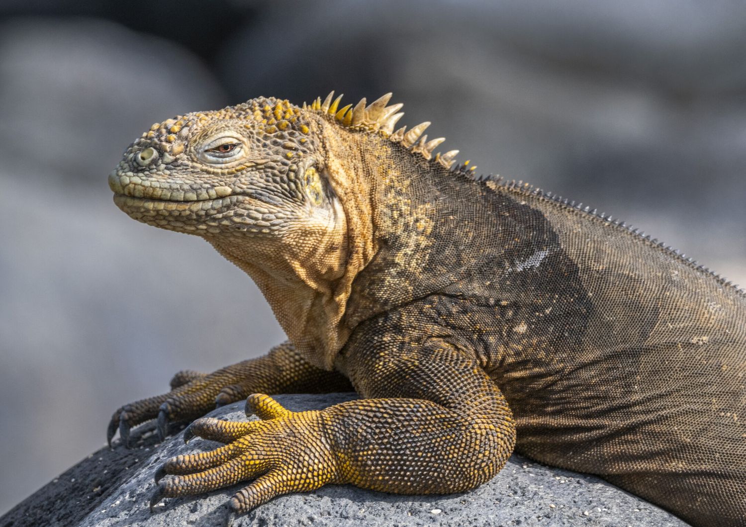 Un esemplare di Iguana&nbsp;