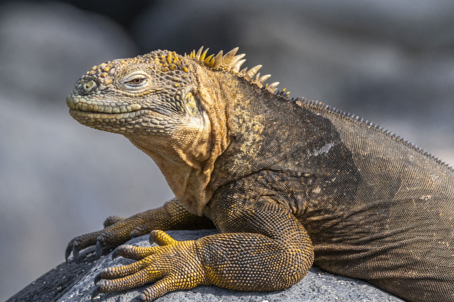 Un esemplare di Iguana&nbsp;