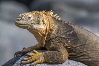 Un esemplare di Iguana&nbsp;