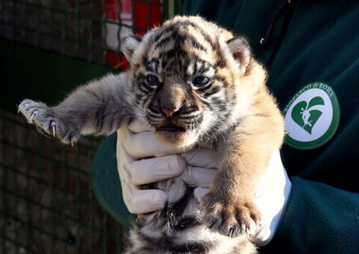 Il cucciolo di tigre di Sumatra nata al Bioparco di Roma&nbsp;