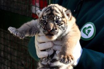 Il cucciolo di tigre di Sumatra nata al Bioparco di Roma&nbsp;