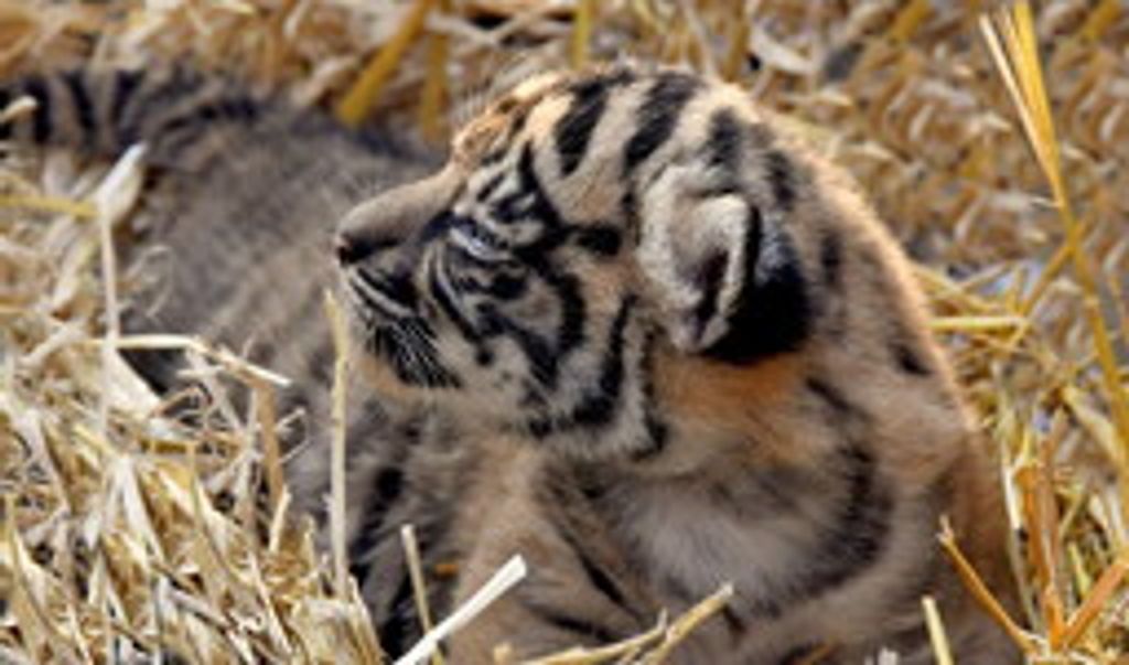 Il cucciolo di tigre di Sumatra nato al Bioparco di Roma&nbsp;