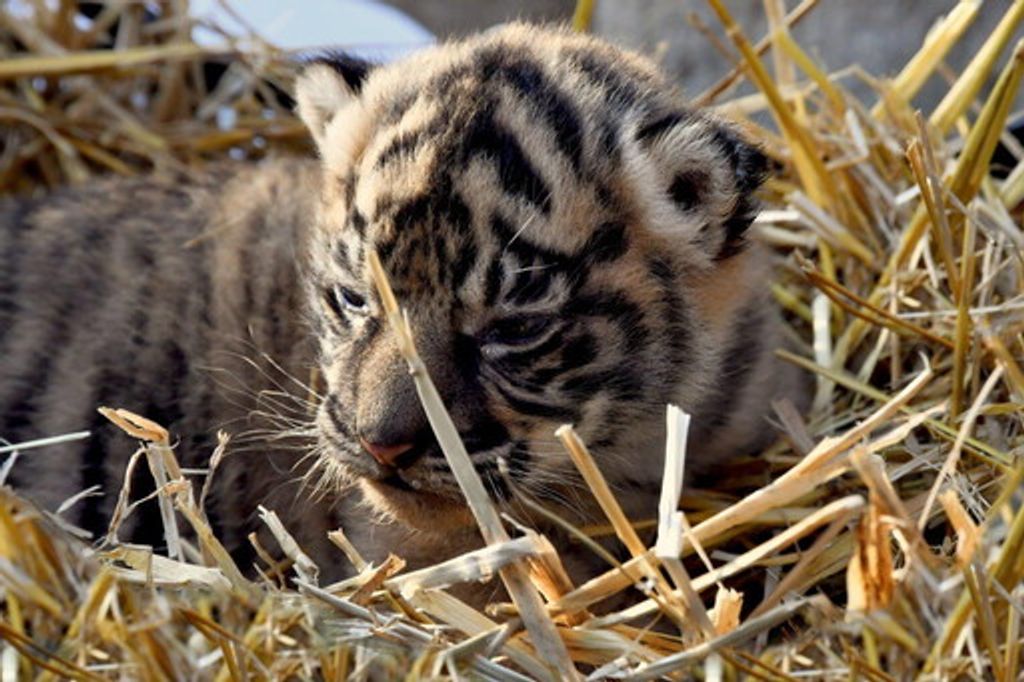 Il cucciolo di tigre di Sumatra nato al Bioparco di Roma