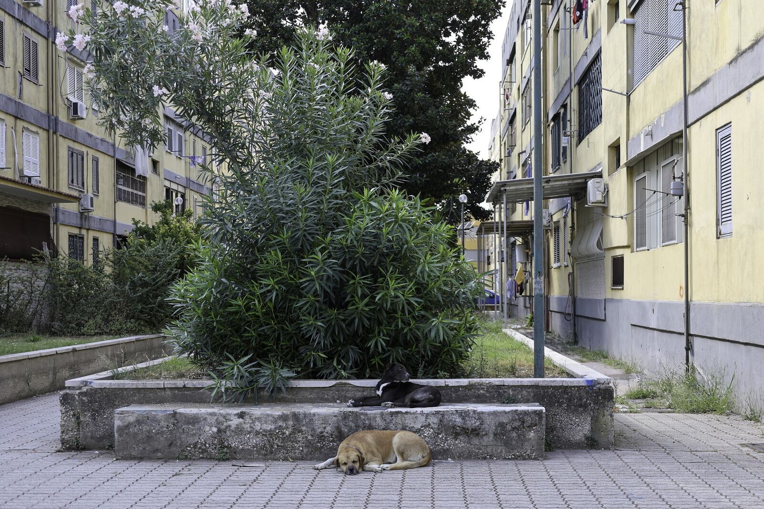 Il rione Parco Verde di Caivano&nbsp;