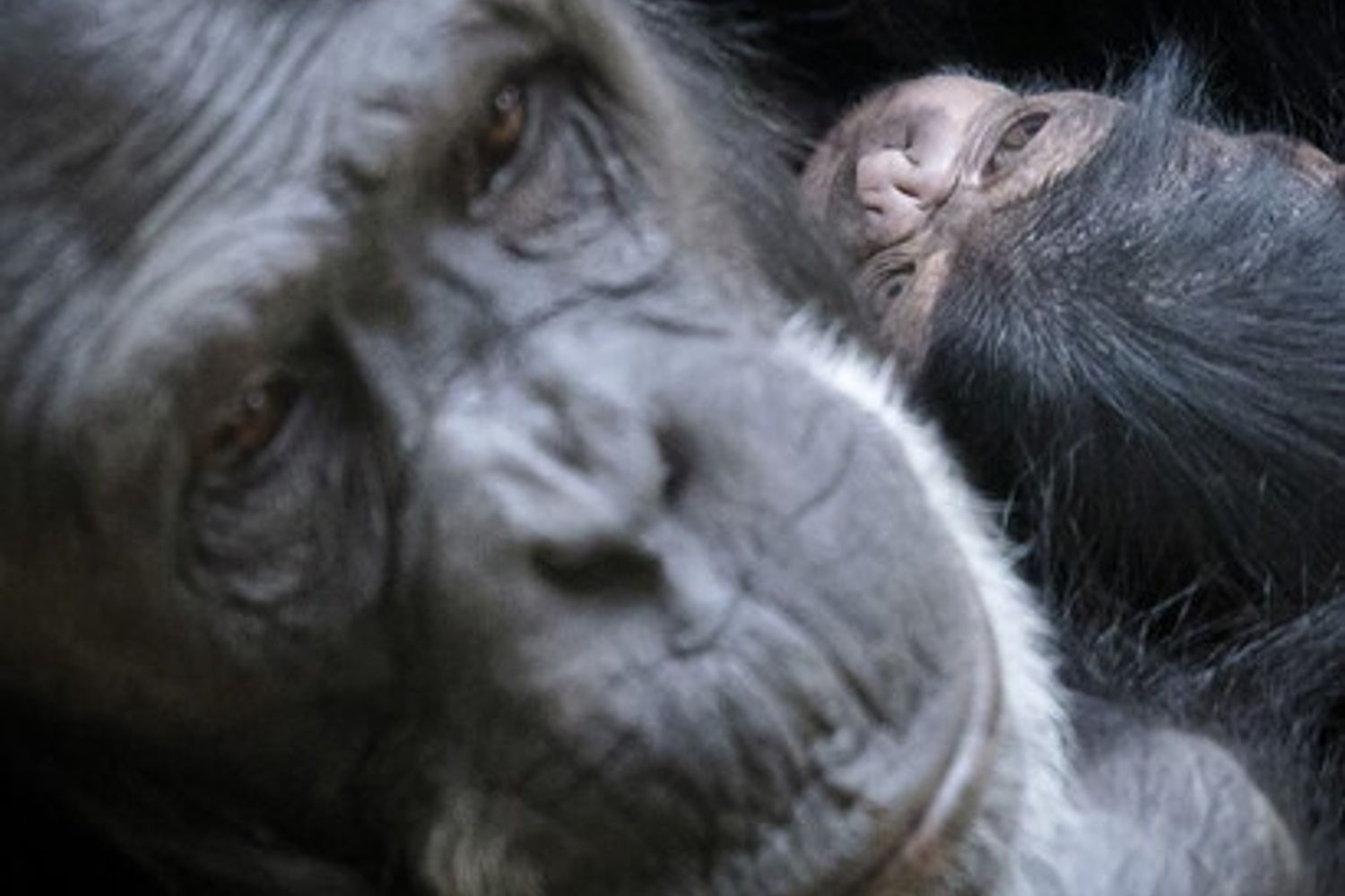 Un primate con il suo cucciolo