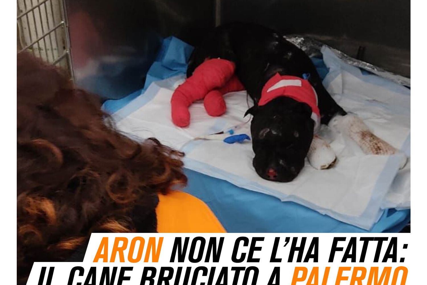 Aron, il pitbull bruciato vivo