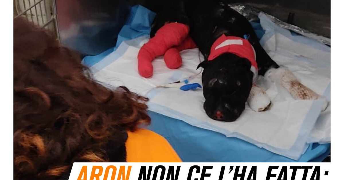 Aron non ce l'ha fatta. Il pitbull bruciato vivo è morto