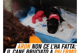 Aron, il pitbull bruciato vivo
