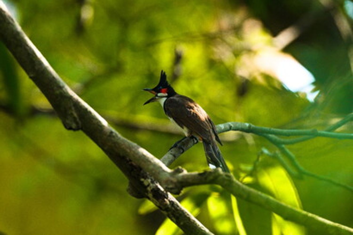 Uccelli Bulbul