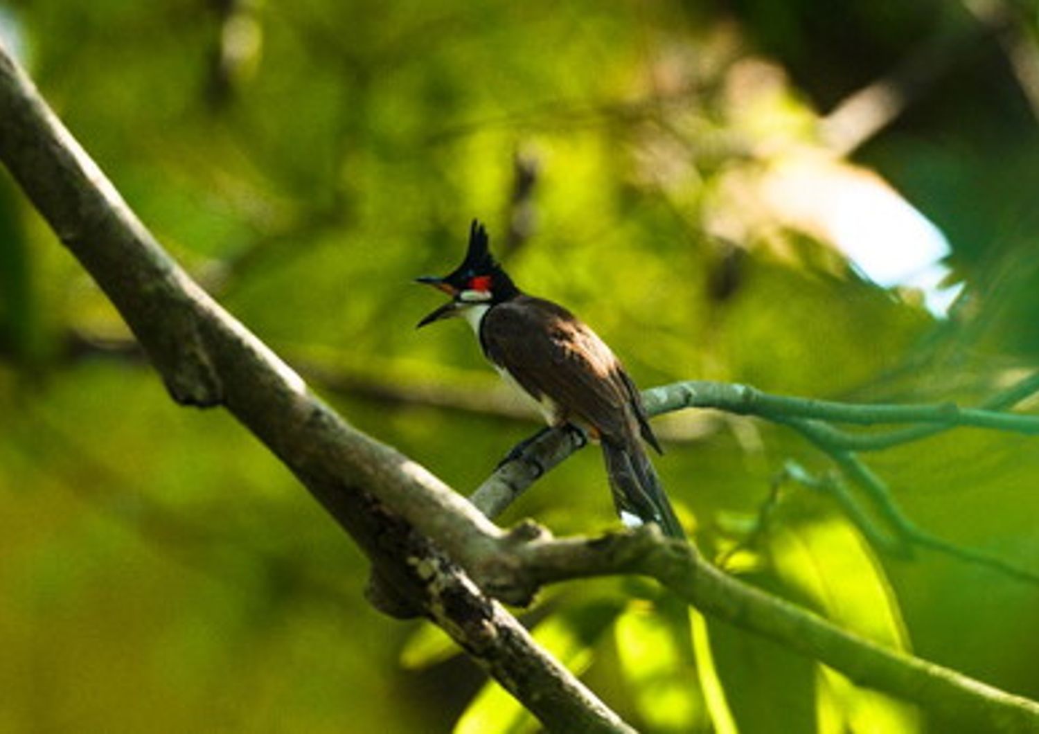 Uccelli Bulbul