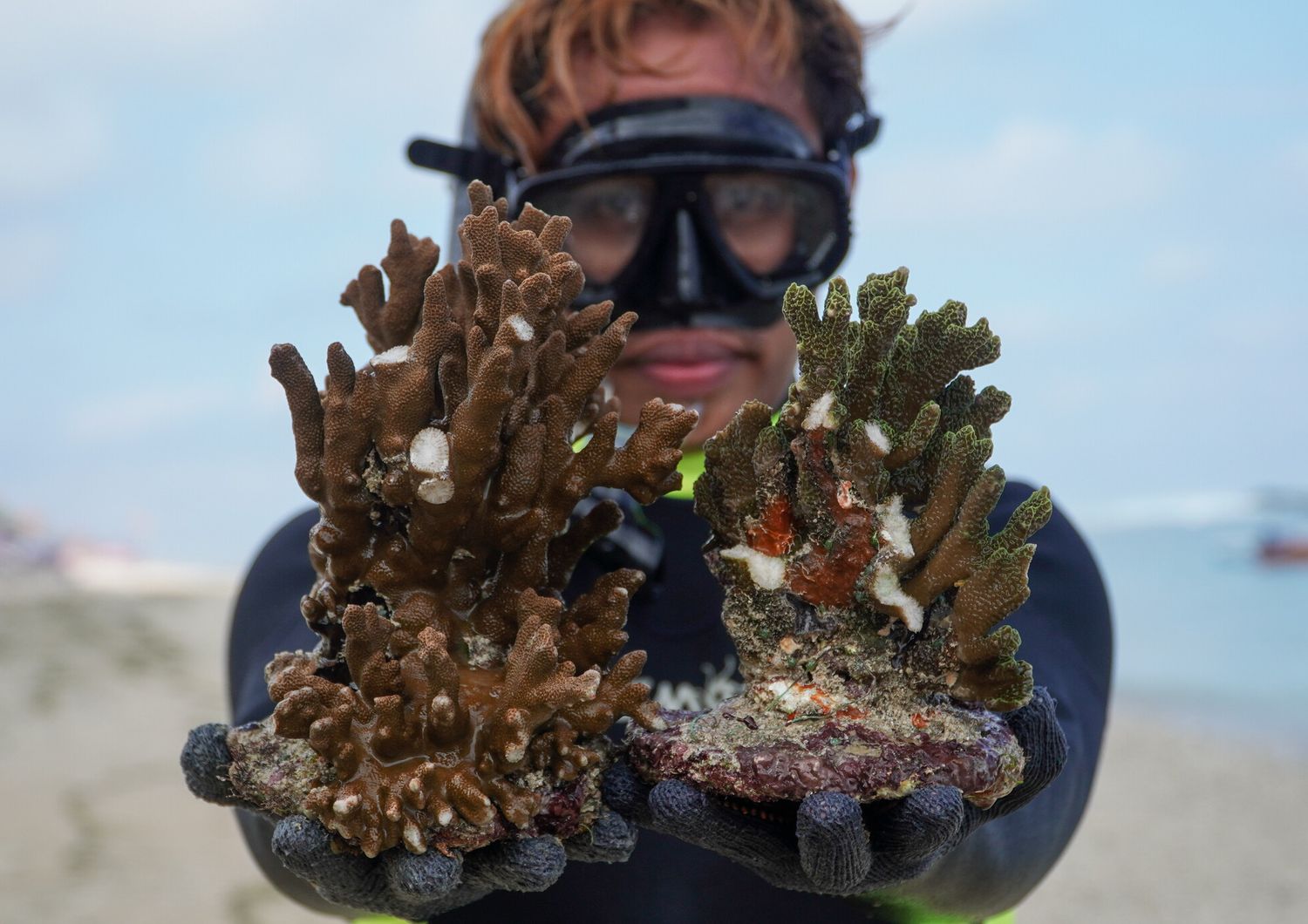 Bali. Migliaia di di coralli coltivati con successo dal 2011 a Pandawa Beach