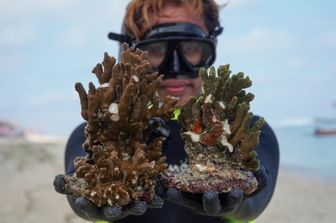 Bali. Migliaia di di coralli coltivati con successo dal 2011 a Pandawa Beach