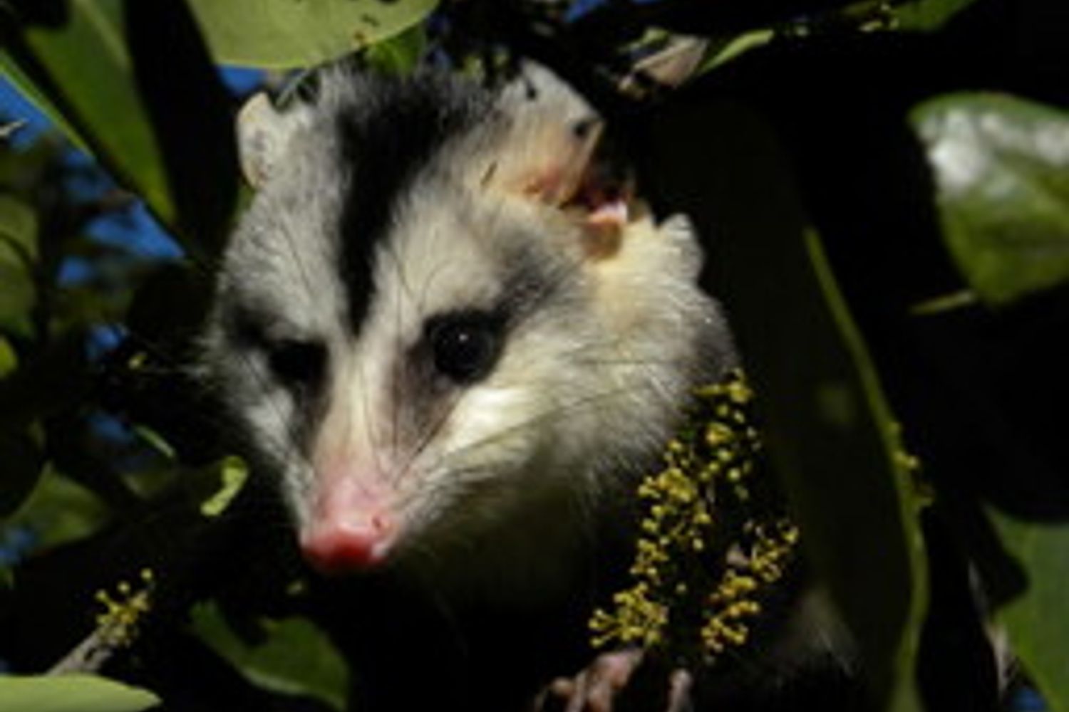 L&rsquo;opossum dalle orecchie bianche &egrave; una delle specie che rischiano di perdere il loro habitat nella Caatinga a causa dei cambiamenti climatici
