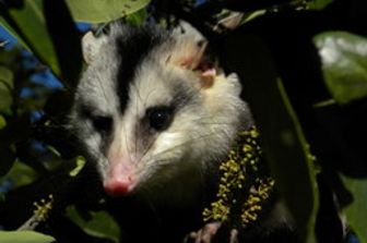 L&rsquo;opossum dalle orecchie bianche &egrave; una delle specie che rischiano di perdere il loro habitat nella Caatinga a causa dei cambiamenti climatici