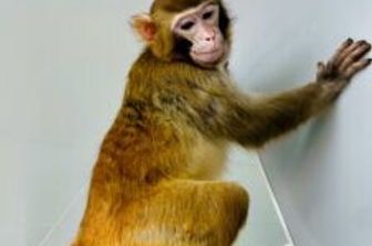 La&nbsp;scimmia rhesus clonata con cellule somatiche, chiamata &ldquo;ReTro&rdquo;.