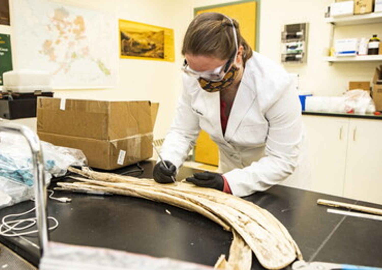 Karen Spaleta campiona i resti di una zanna di mammut