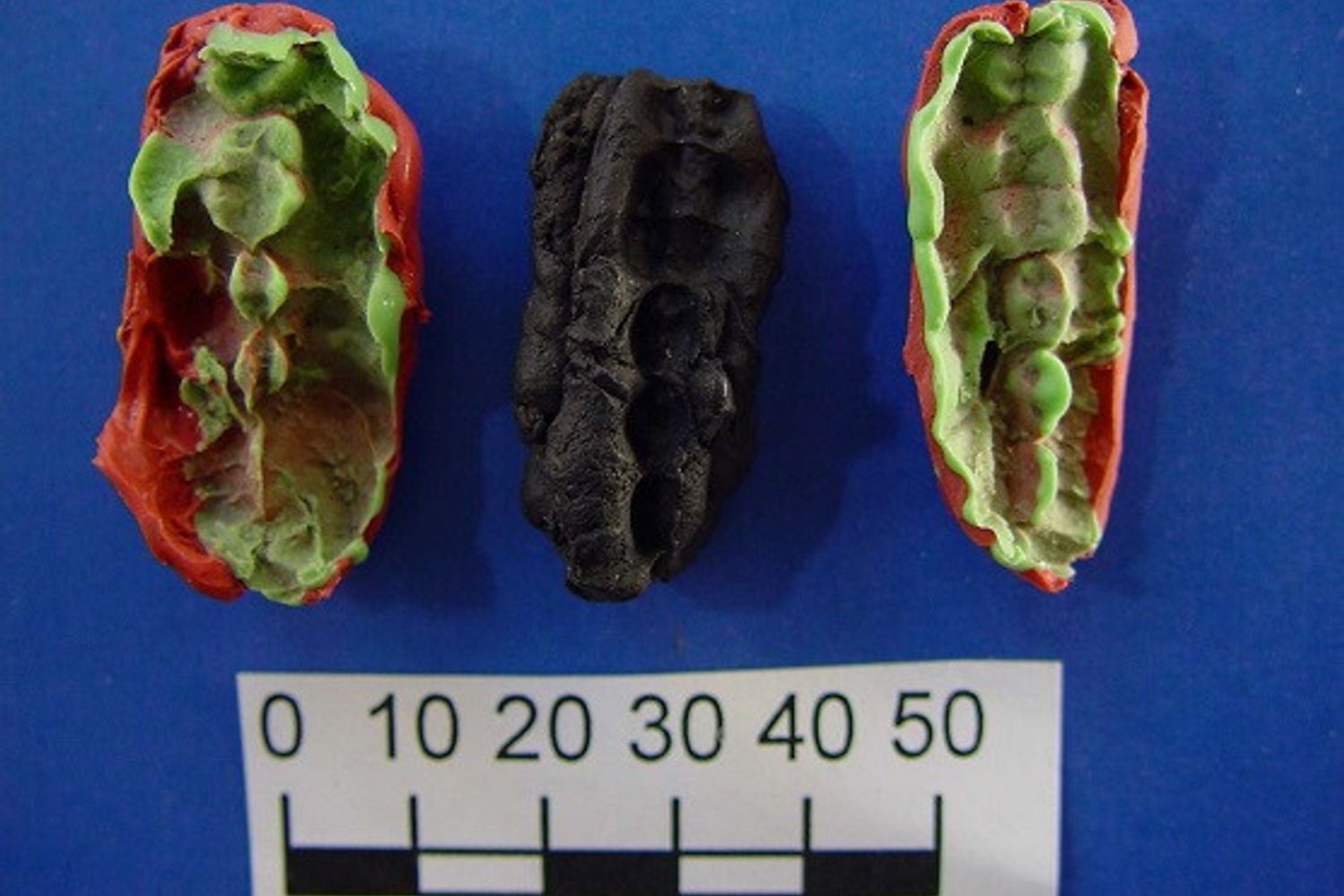 Un calco di uno dei pezzi di pece masticata trovati nel sito di Huseby Klev