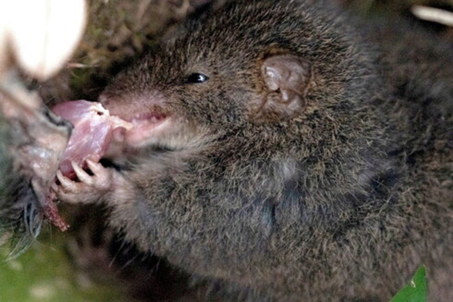 Antechinus imita la cannibalizzazione di uno della sua stessa specie