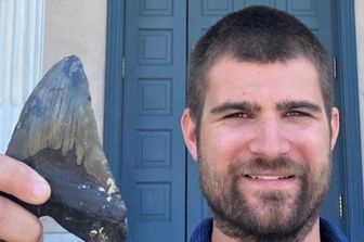 Phillip Sternes, biologo della UC Riverside e primo autore dell’articolo, tiene in mano un dente di Megalodonte.