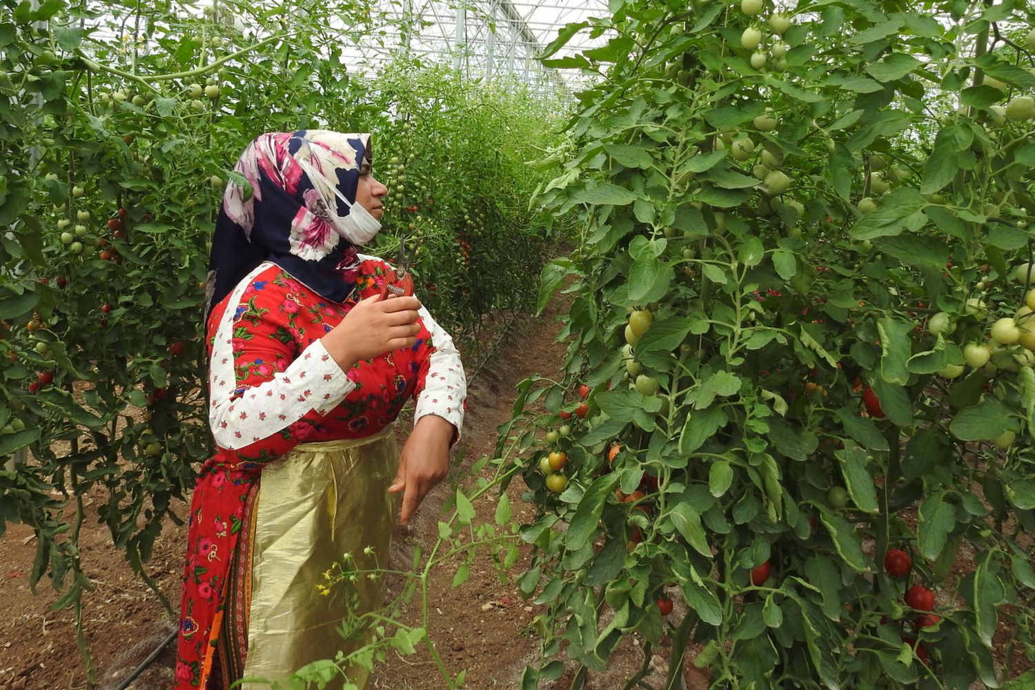 Turchia, scuola di agricoltura