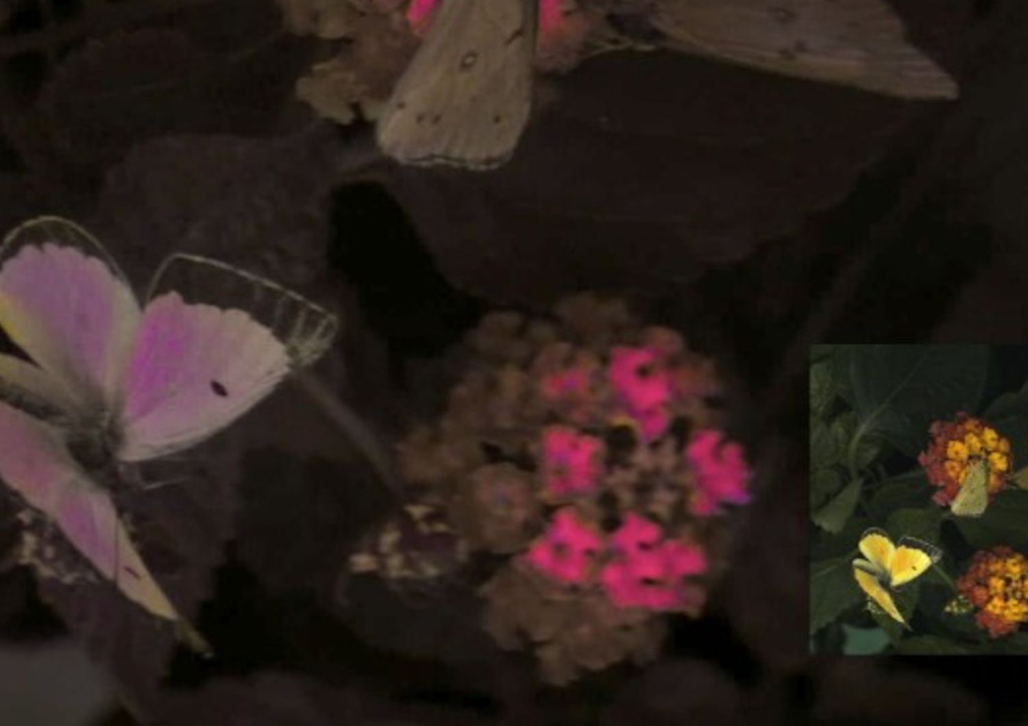L'immagine di tre solfuri d’arancio maschi Colias eurytheme è un esempio di raffigurazioni video di vedute di animali