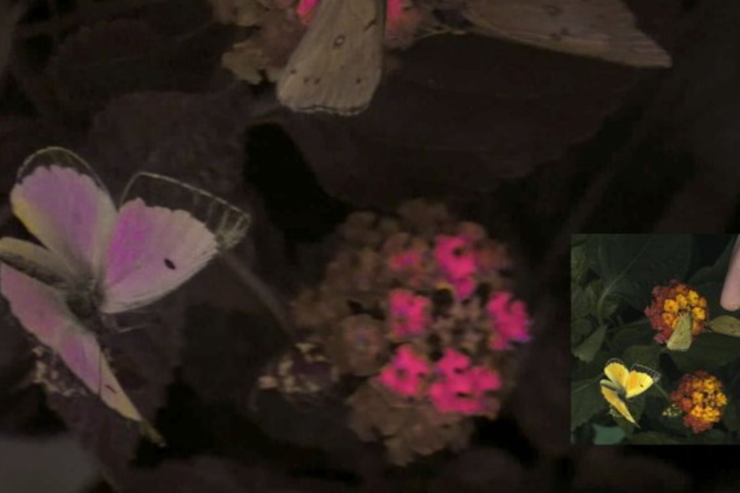 L'immagine di tre solfuri d’arancio maschi Colias eurytheme è un esempio di raffigurazioni video di vedute di animali