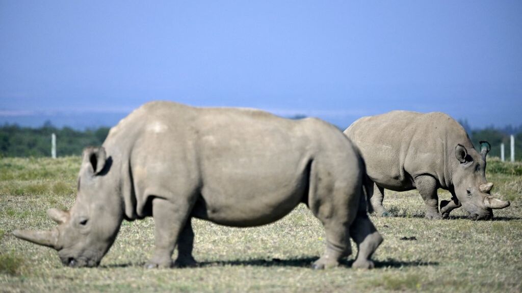 Najin and Fatu in Kenya