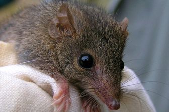 Antechino australiano