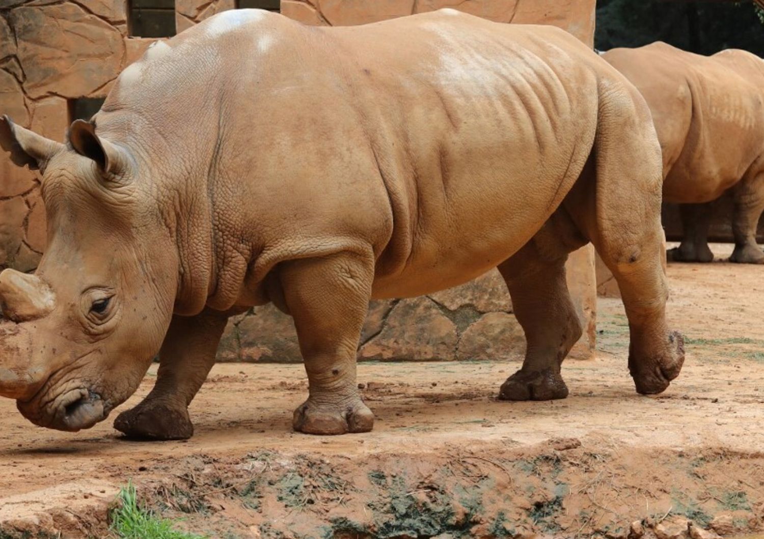 Rinoceronte bianco in cattività